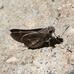 Atrytonopsis pittacus