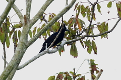 Cephalopterus ornatus