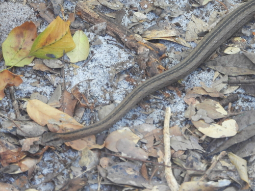 Northern Pencil Snake