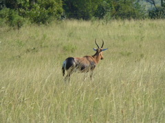 Damaliscus pygargus phillipsi