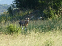 Damaliscus pygargus phillipsi