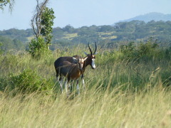 Damaliscus pygargus phillipsi