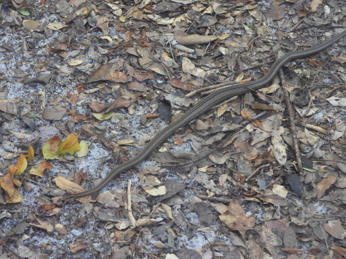 Northern Pencil Snake