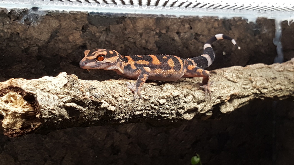 Spotted Ground Gecko