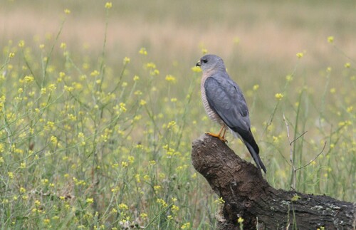 Levant Sparrowhawk, photo 8 of 8