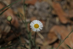 Erigeron tracyi