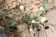 Erigeron tracyi