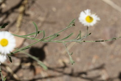 Erigeron tracyi