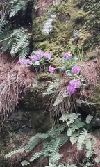 Primula pedemontana