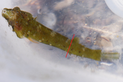 Apletodon dentatus
