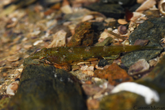 Apletodon dentatus
