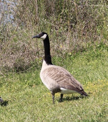 Branta canadensis image