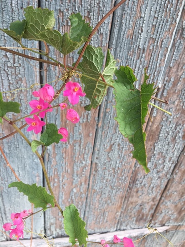 Coral vine