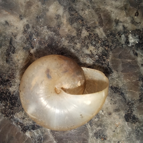 Asian Tramp Snail