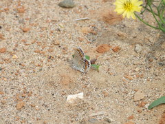 Plebejus argyrognomon