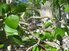 Aceria parapopuli