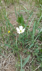 Ranunculus kuepferi