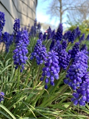 Muscari botryoides