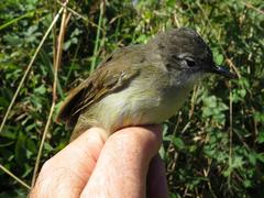 Yellow-Streaked Greenbul photo 5