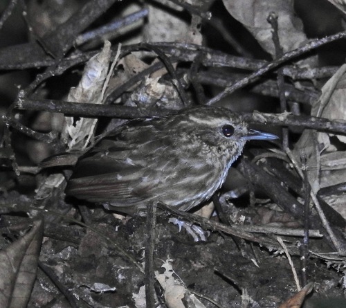 Eyebrowed Wren-Babbler (Napothera epilepidota), photo 5