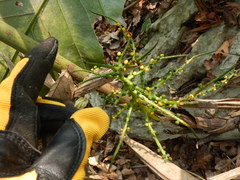 Chamaedorea pinnatifrons