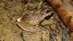 Craugastor longirostris