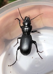 Pterostichus lama