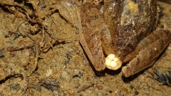 Craugastor longirostris