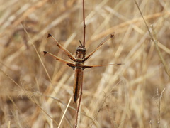 Libellula angelina