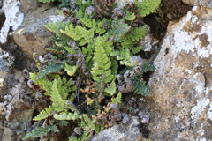 Myriopteris intertexta