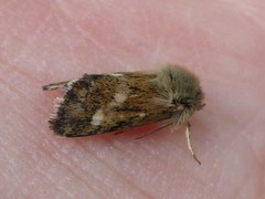 Heliothodes diminutiva