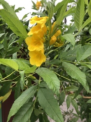 Tecoma stans