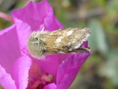 Heliothodes diminutiva