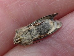 Heliothodes diminutiva