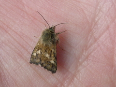 Heliothodes diminutiva