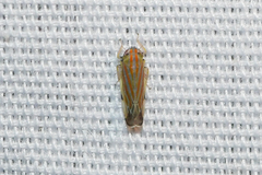 Deltanus texanus
