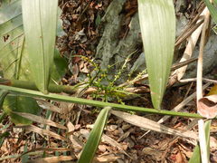 Chamaedorea pinnatifrons