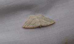 Protitame subalbaria