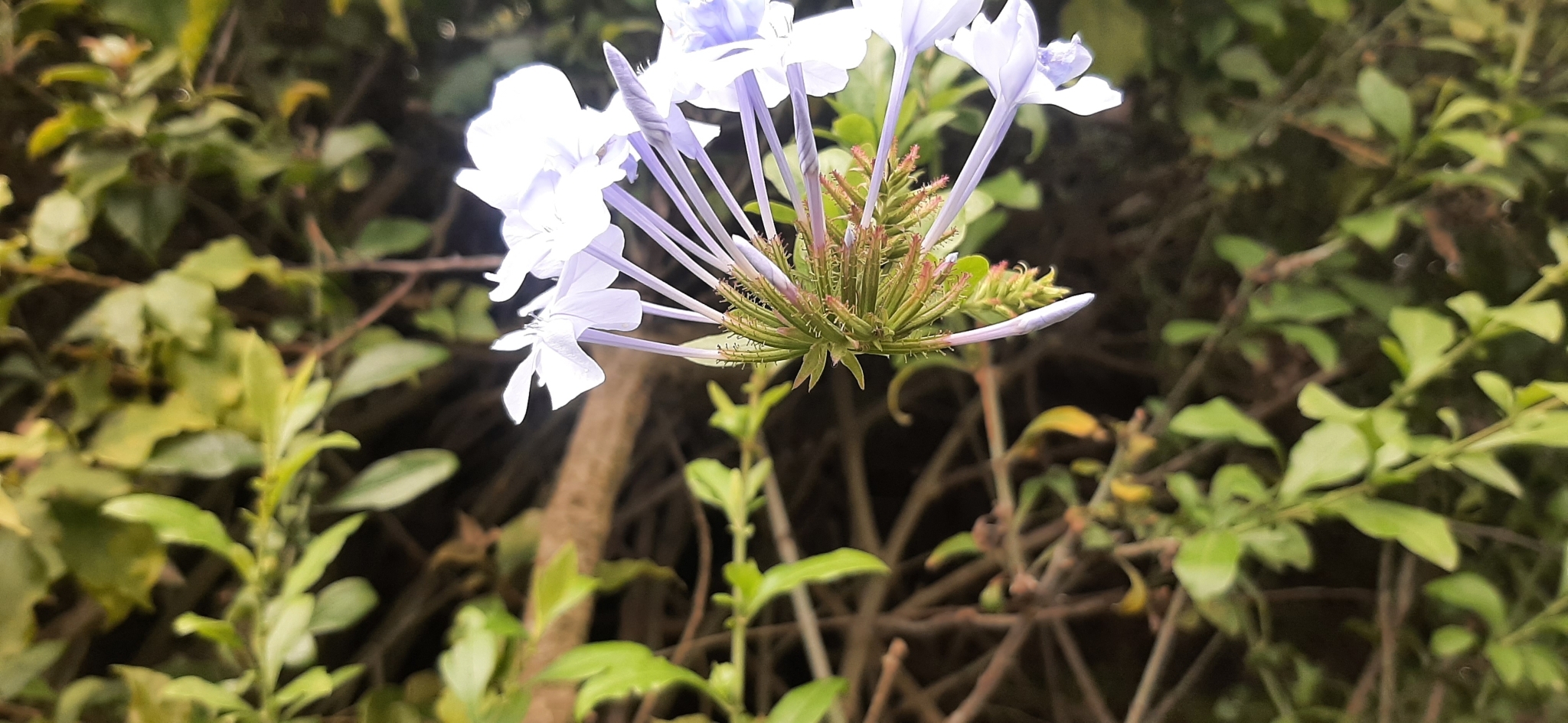 Plumbaginaceae image
