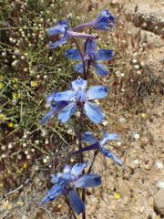 Delphinium parishii
