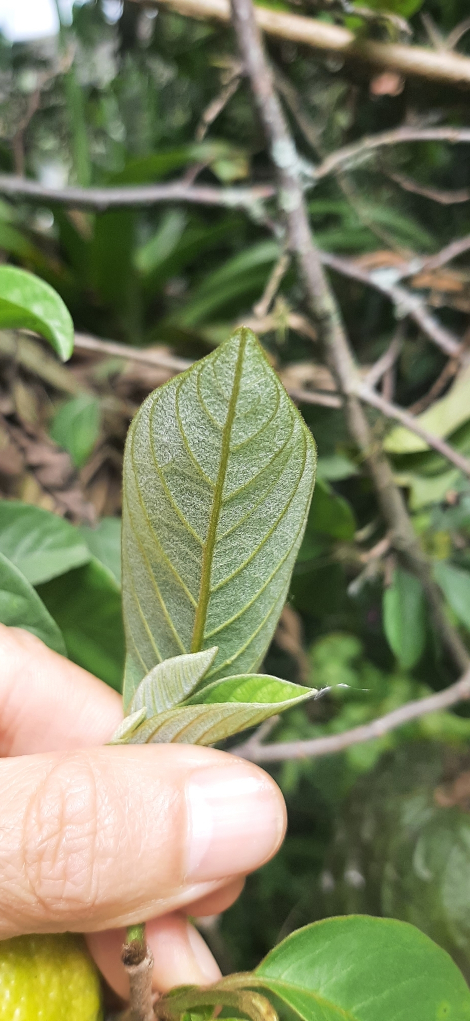 Annona cherimola image