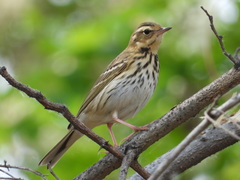 Anthus hodgsoni