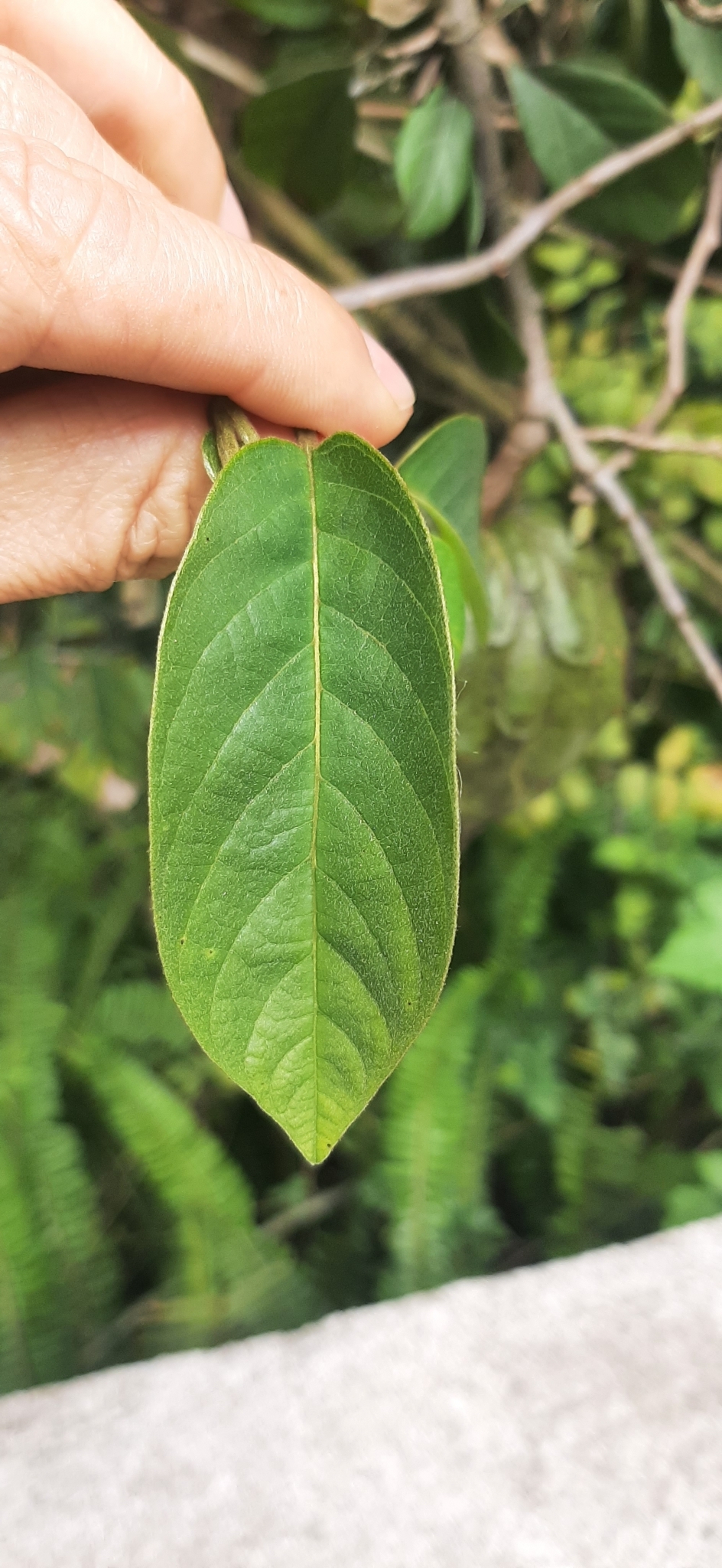 Annona cherimola image