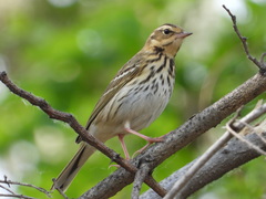 Anthus hodgsoni