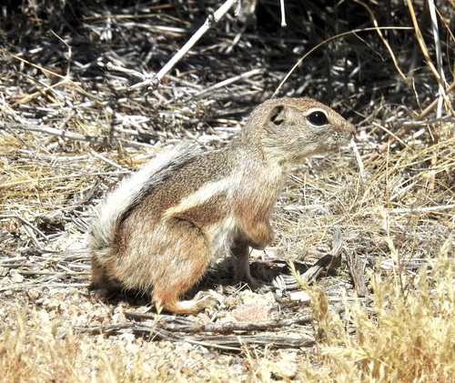 iNaturalist observation photo of White-tailed Antelope Squirrel