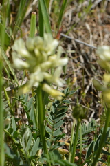 Astragalus reventiformis