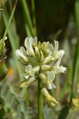 Astragalus reventiformis