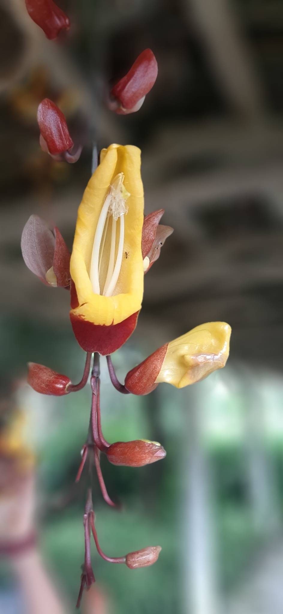 Thunbergia mysorensis image