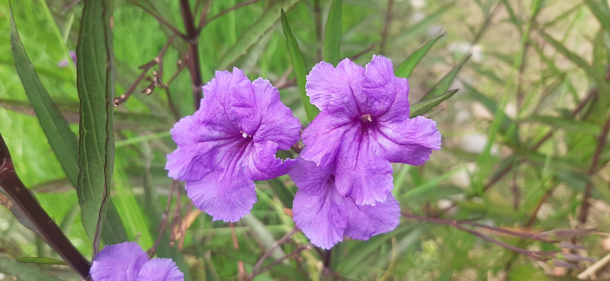 Ruellia simplex image