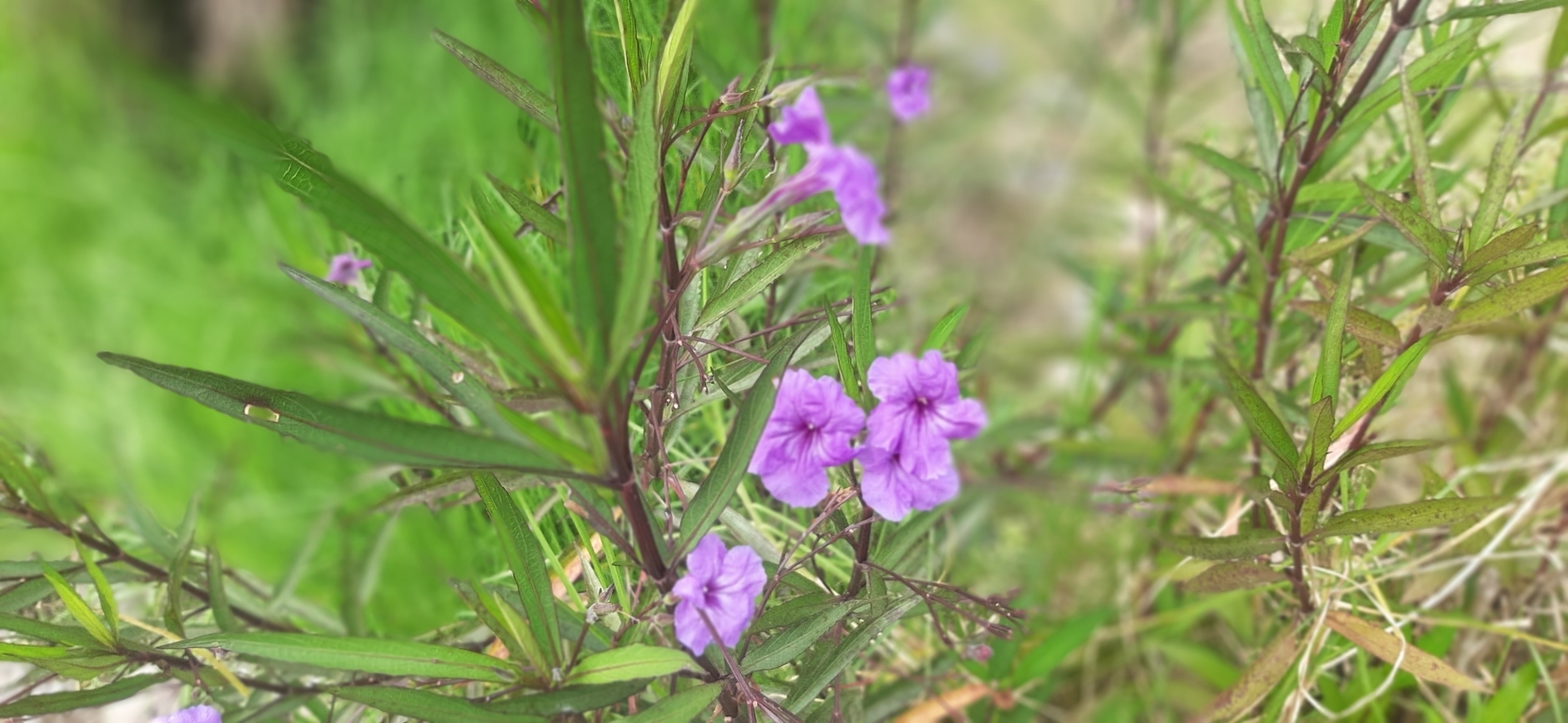 Ruellia simplex image